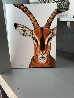 Impala Print on Canvas Gallery Wrap