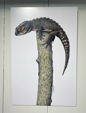 Crocodile Skink on Satin MetalPrint