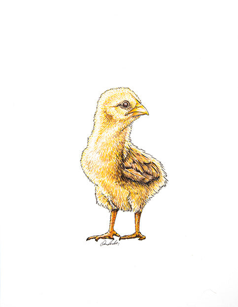 Chick Print on Fine Art Paper