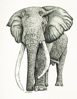 African Bush Elephant Print on Fine Art Paper