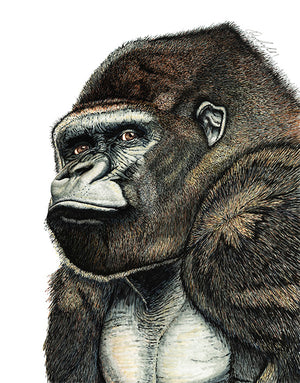 Silverback Gorilla Print on Fine Art Paper