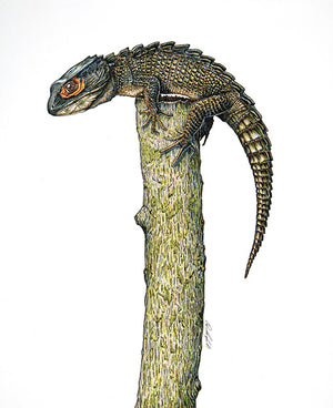 Crocodile Skink on Satin MetalPrint