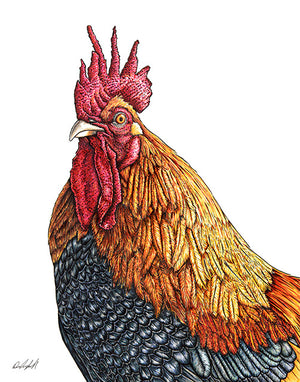 Rooster Print on Fine Art Paper