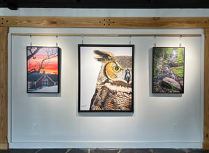 Great Horned Owl Print on Framed Canvas