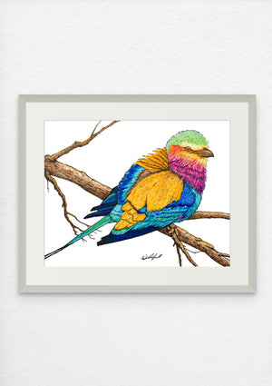 Blue Roller Print on Fine Art Paper