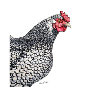 Hen Print on Fine Art Paper