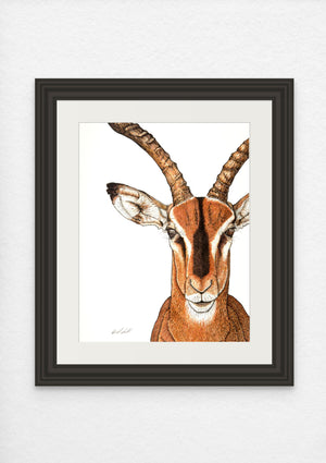 Impala Print on Fine Art Paper