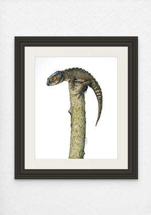 Crocodile Skink Print on Fine Art Paper