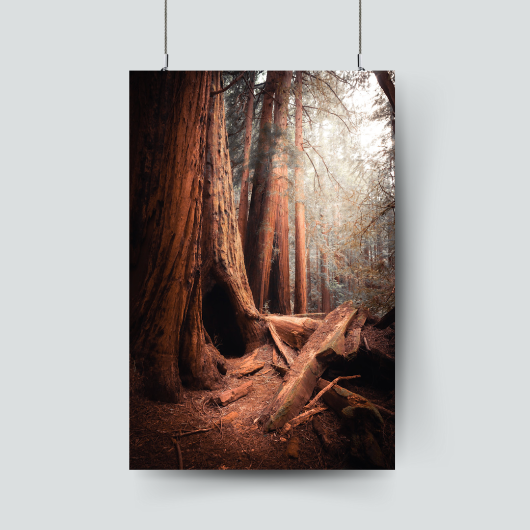 California Redwood Forest on Mid-Gloss Metal