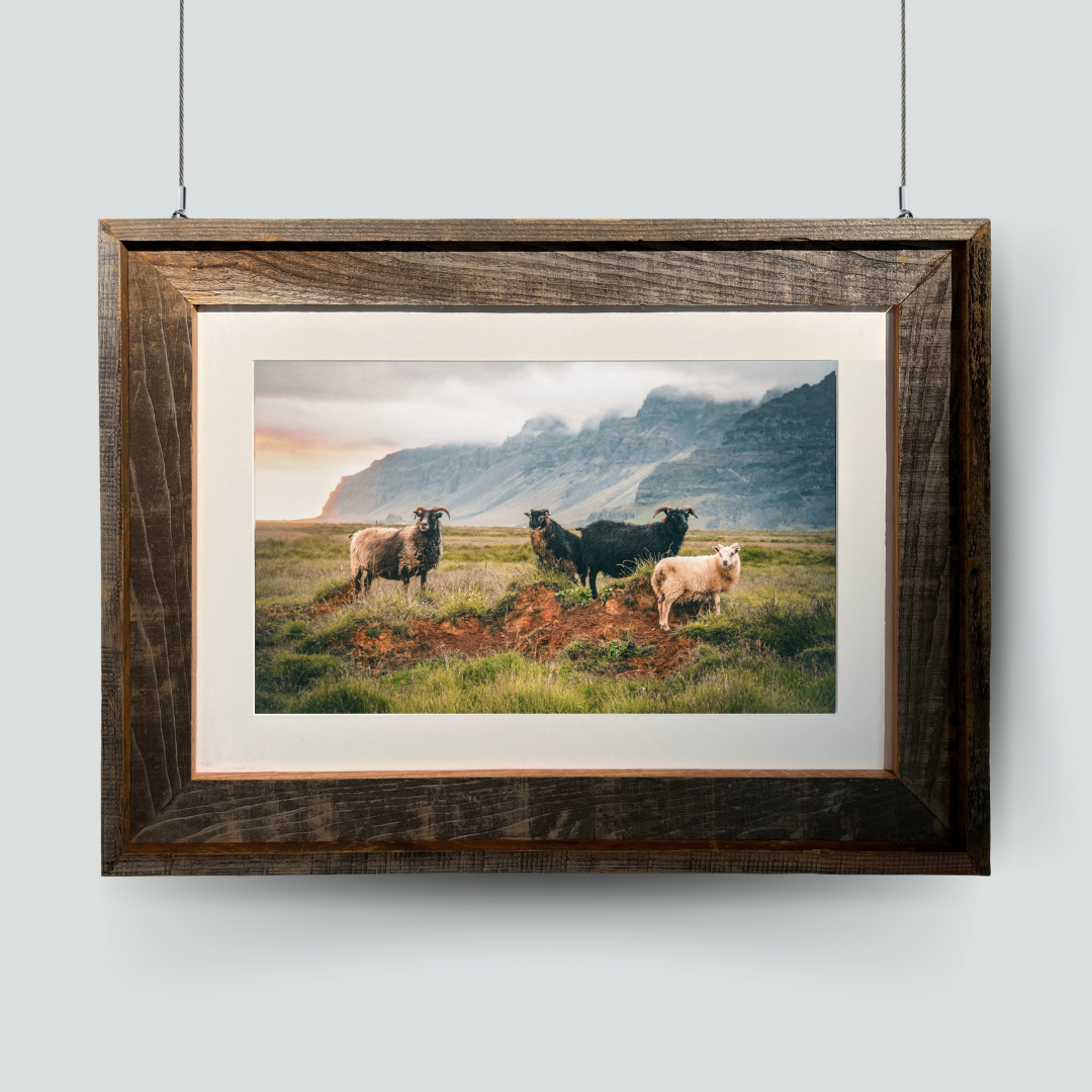 The Sheep of Ölfus, Iceland