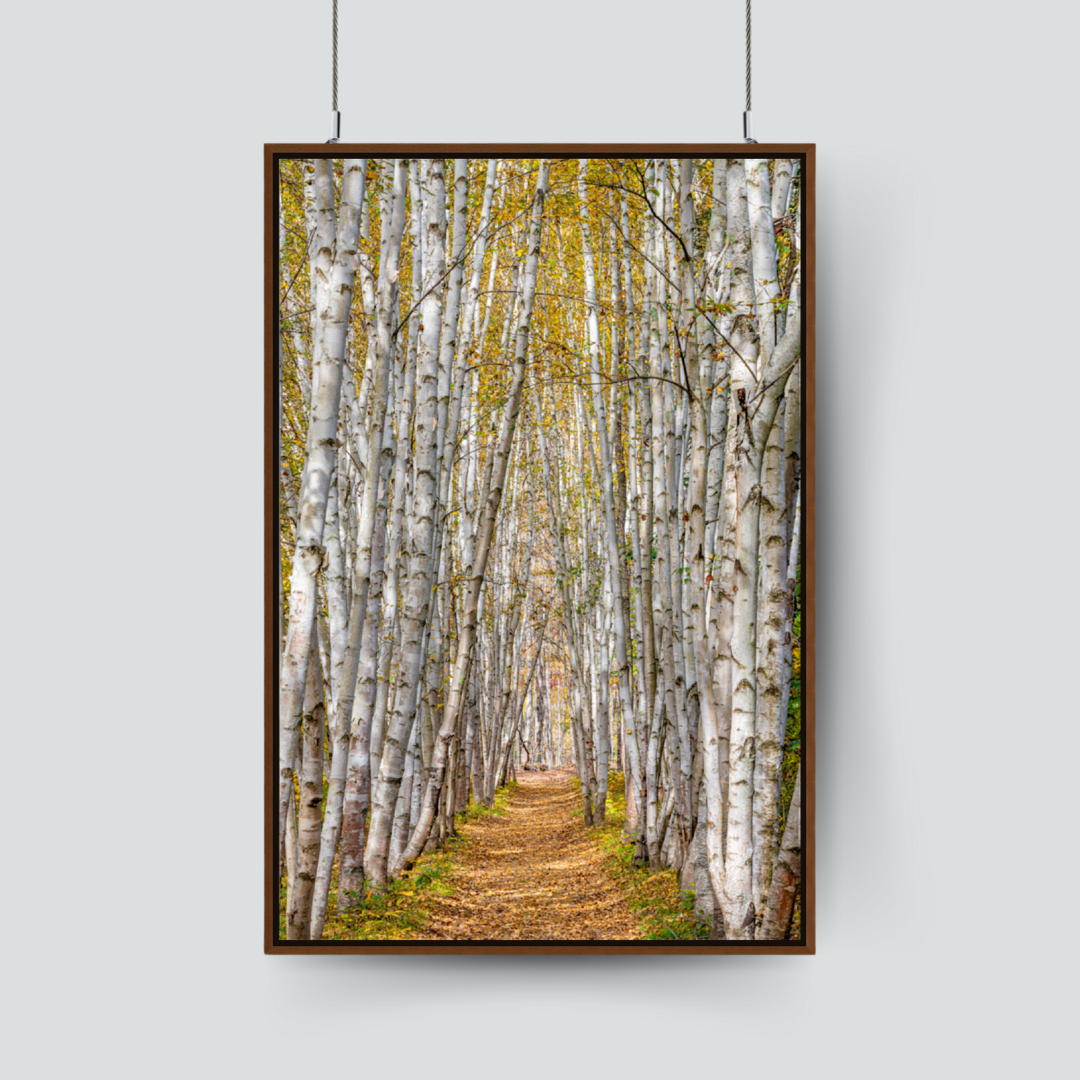 New Hampshire Birches on Framed Canvas