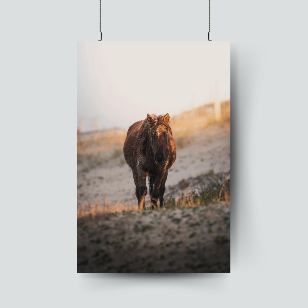 Wild Pony on Canvas