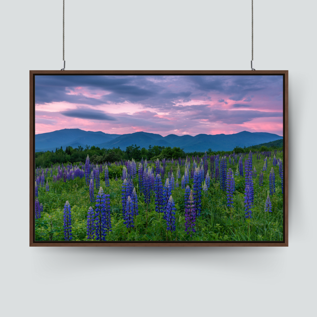 Sugar Hill, New Hampshire, Lupine Bloom on Framed Canvas
