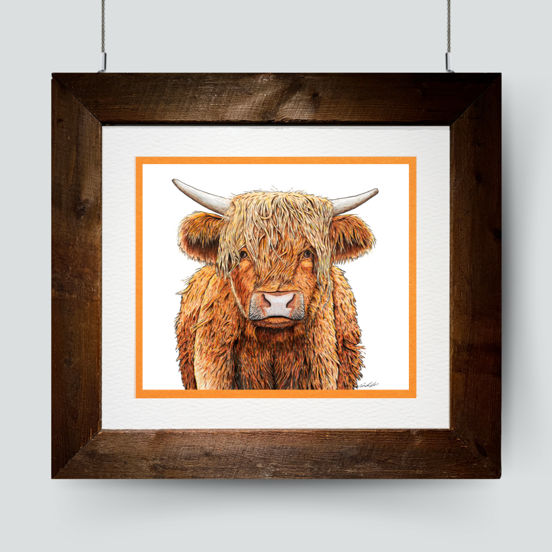 A Young Highland Cow